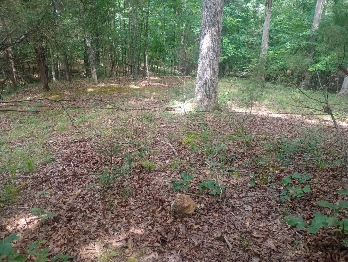Vacant Land (10+ Acres) in Ravenden - Ravenden, Arkansas, 72459