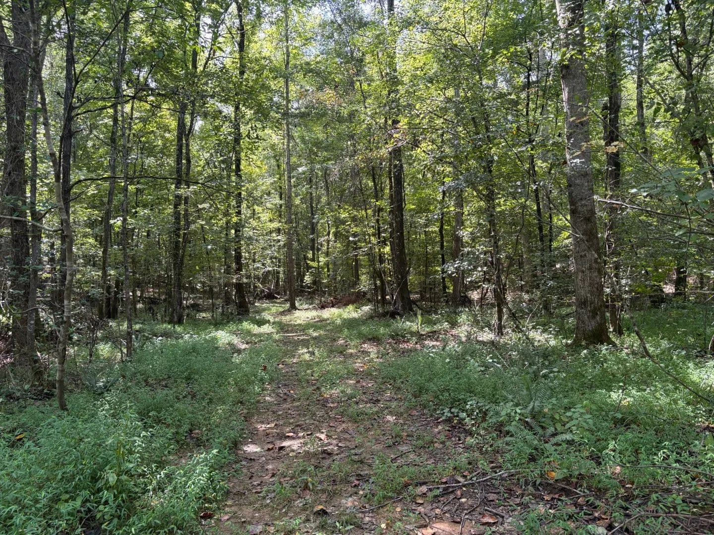 69.3 Acres in Pontotoc County, MS  - Pontotoc, Mississippi, 38863