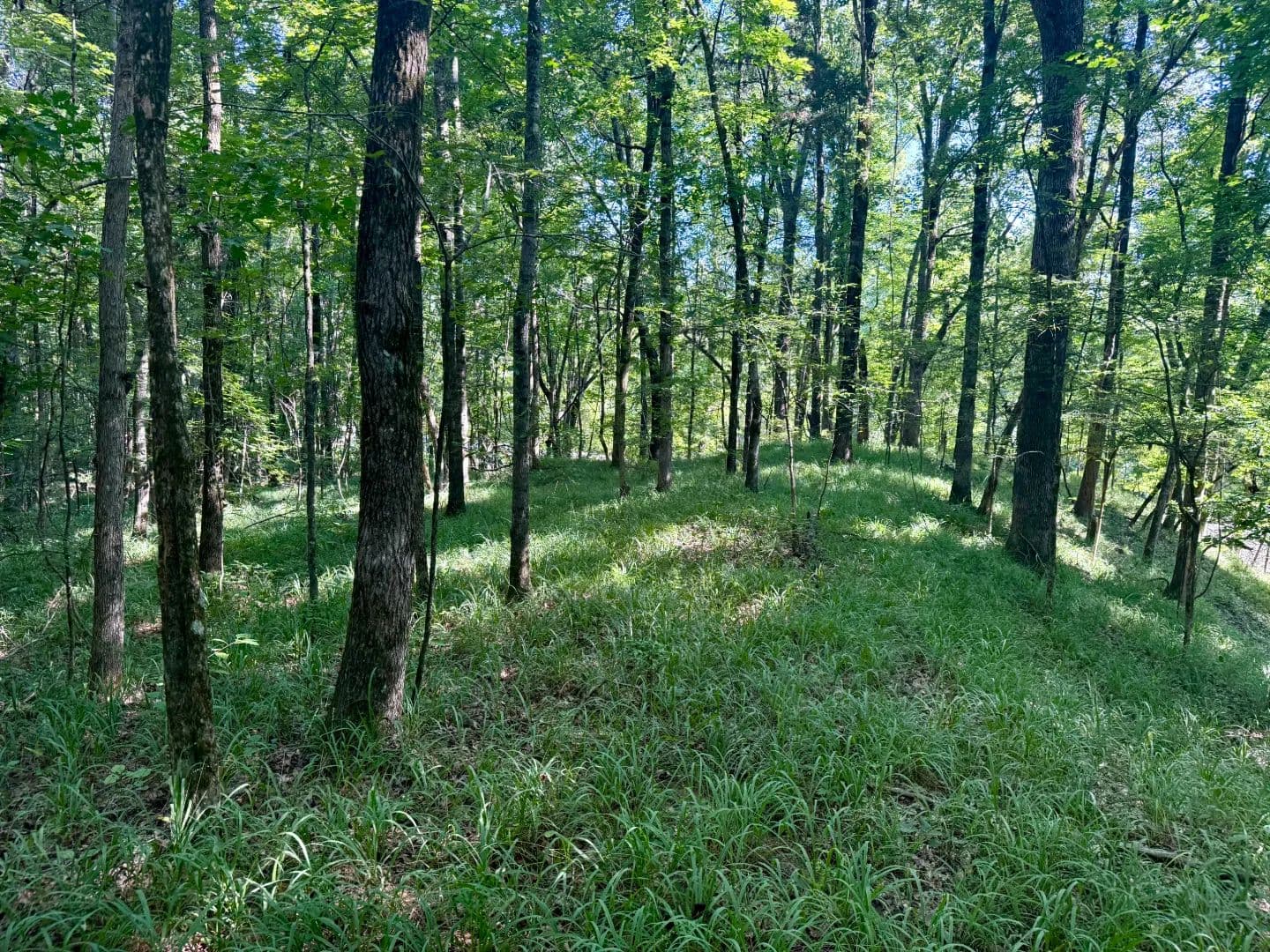 37 Acres in Grenada County, MS - Grenada, Mississippi, 38901