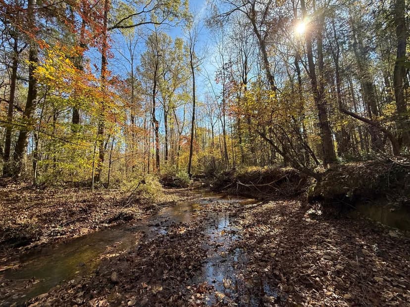 36.28 +/- Acres, Lee County, AL