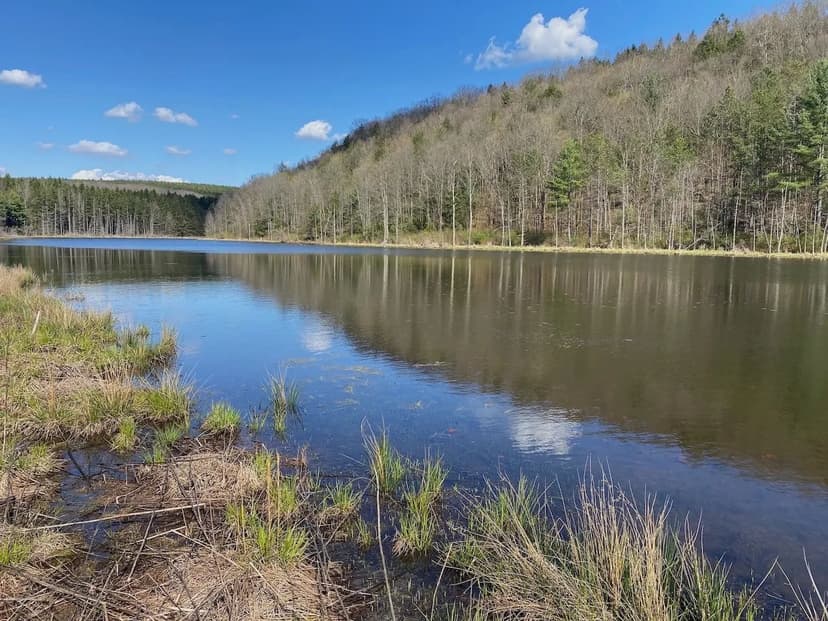 29 acres Recreational Land with 2 Ponds and a Stream bordering State Land in Belmont NY Reddy Rd