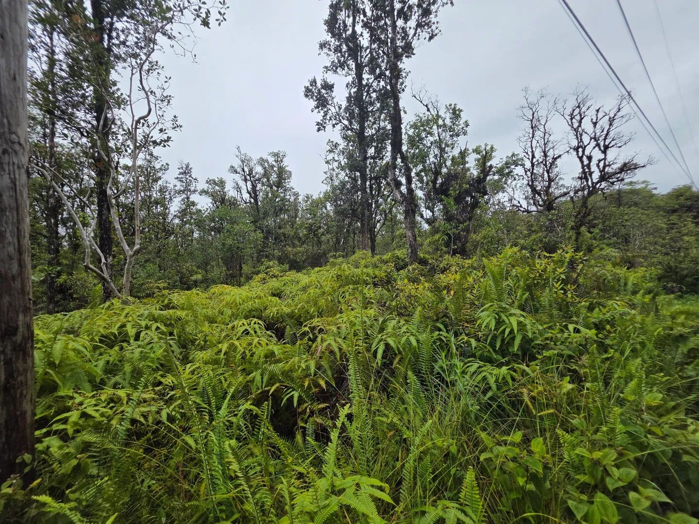 Vacant Land in Mountain View - Mountain View, Hawaii, 96771