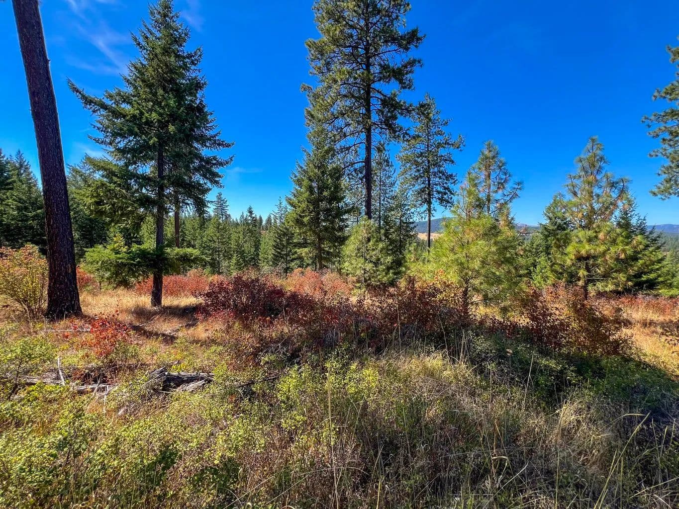 Vacant Land (10+ Acres) in Deer Park - Deer Park, Washington, 99006