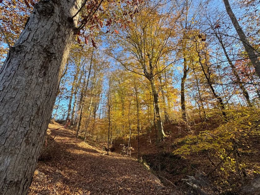 20.92 Acres, Germany's Ferry Road, Daviston, Tallapoosa County