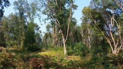 Coyote Creek Road TL 601