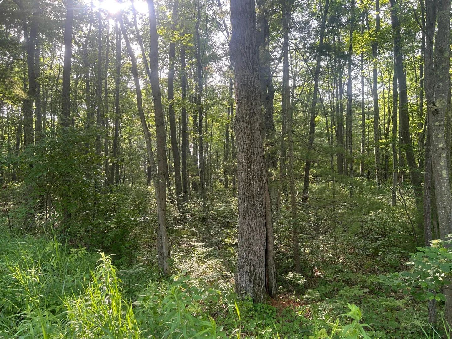 Vacant Land in Harrisville - Harrisville, Michigan, 48740