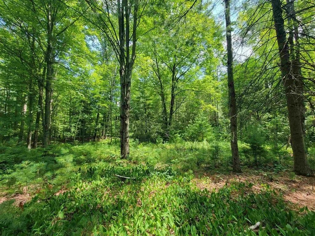 Vacant Land in Beaverton - Beaverton, Michigan, 48612