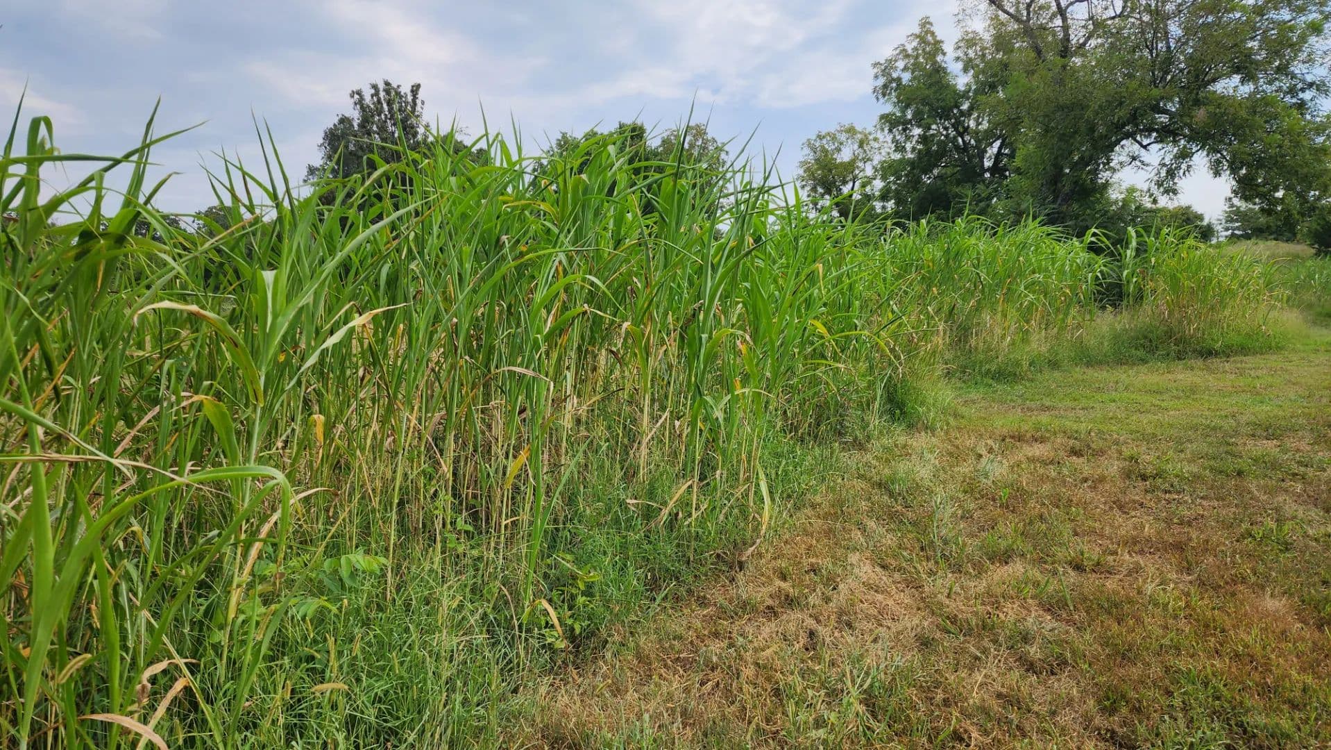 19.42 Acres in Ozark County, MO  - Theodosia, Missouri, 65761