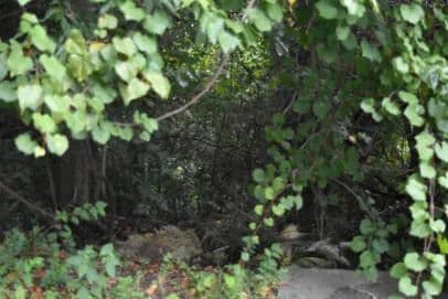 Vacant Land in Eutawville - Eutawville, South Carolina, 29048