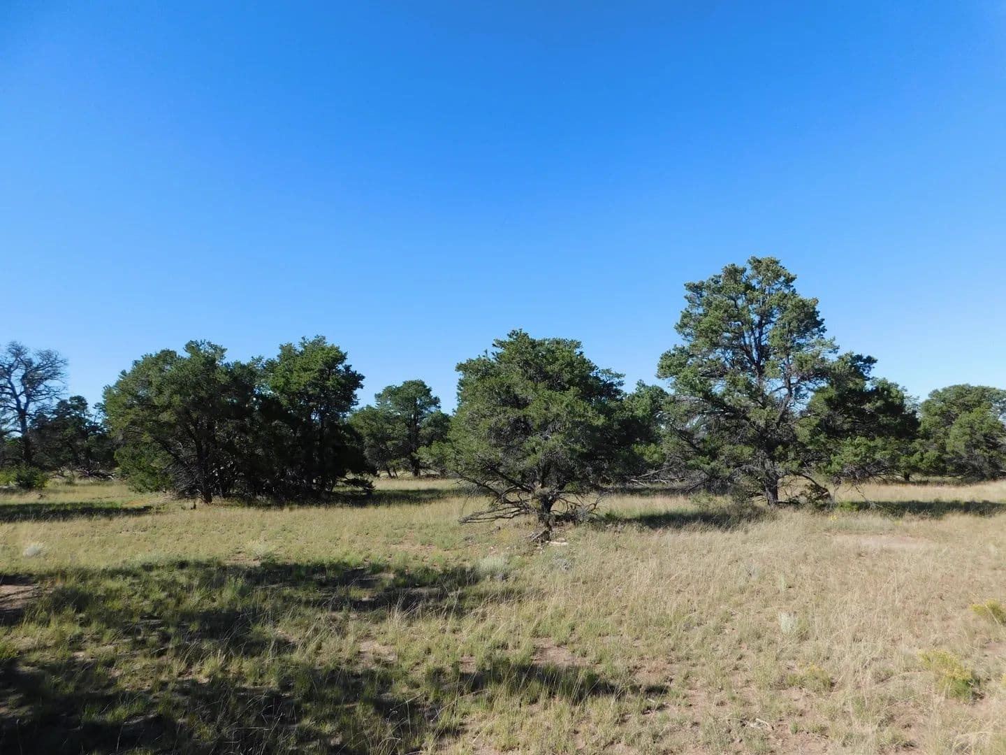 Property from 43 Brook Boulevard - KW - Quemado, New Mexico, 87829