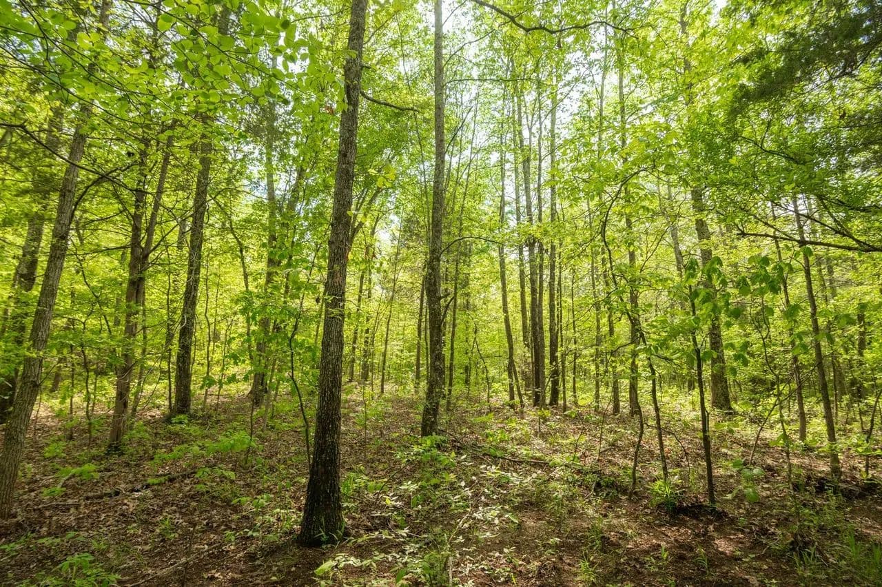 80± AC of Prime Recreational Land in Bollinger Co. - Zalma, Missouri, 63787