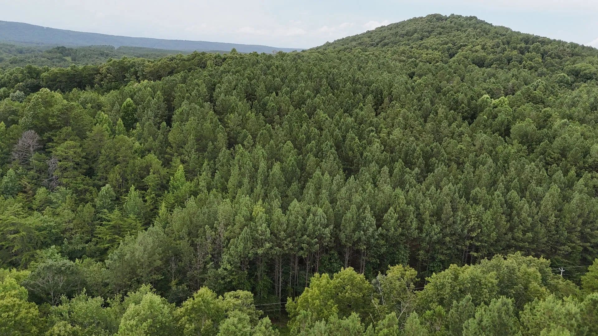 Pine Ridge Tract #5 – Rural Living on 5.30 Unrestricted Acres - Gaylesville, Alabama, 35973