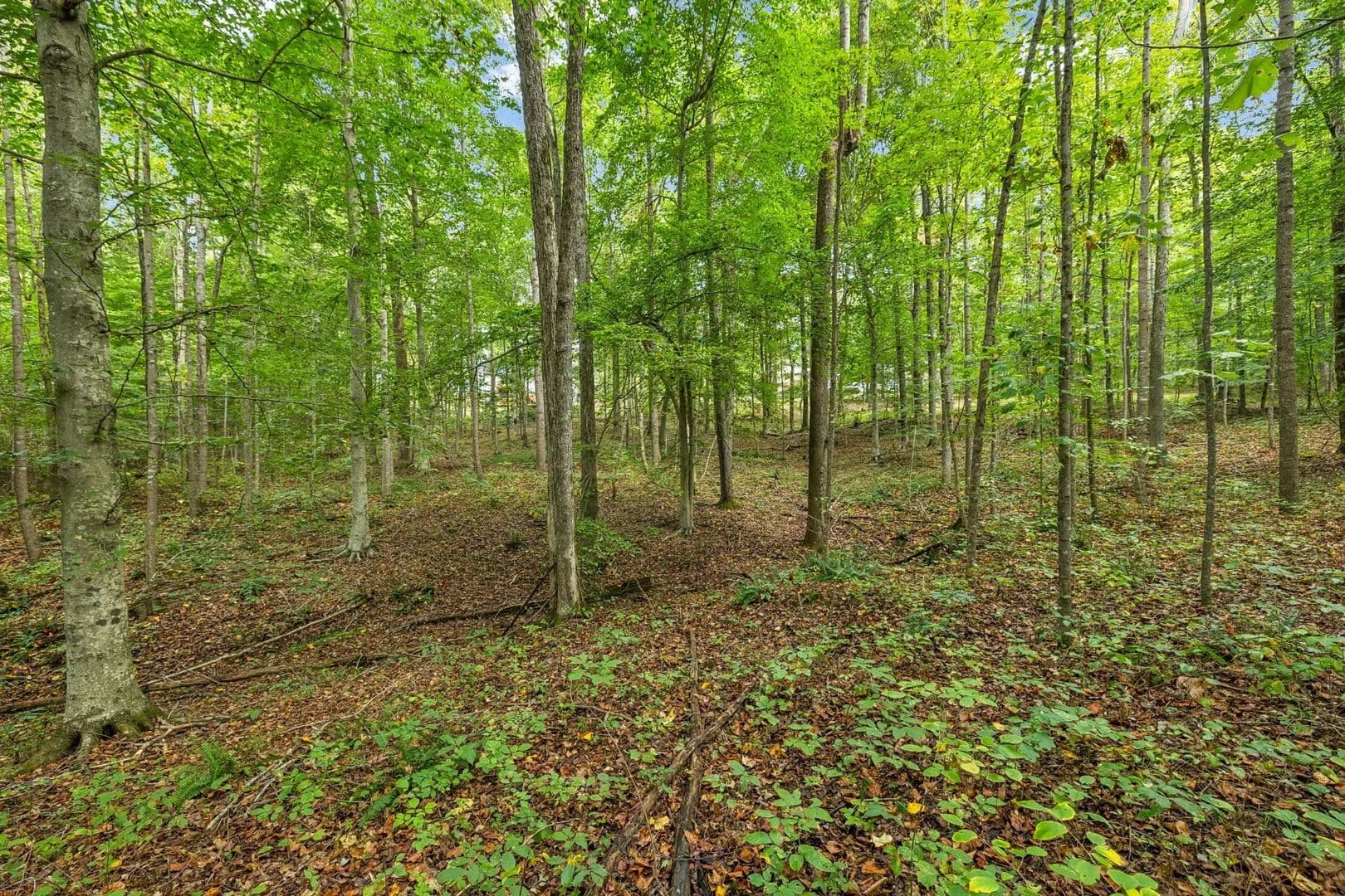 5.32 Acres of Land for Sale in Bon Aqua, TN - Bon Aqua, Tennessee, 37025