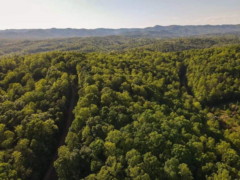 6.55 Acres of Magnificent Timber in the Heart of Franklin County, VA