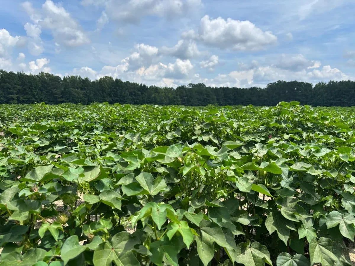Boise Lewis Road Tract - Sumter, South Carolina, 29102