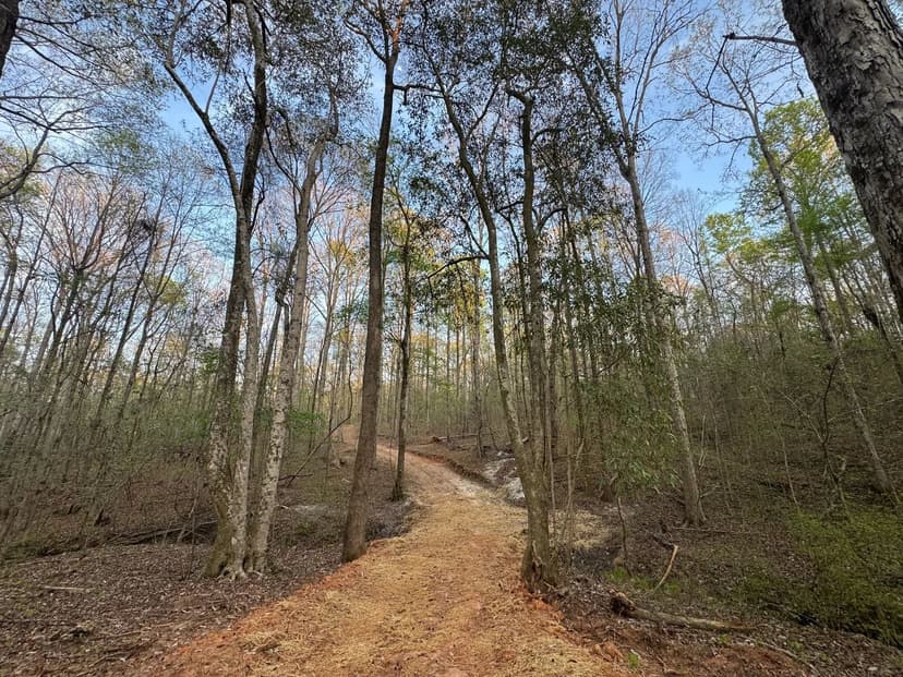 25 +/- Acres - Waverly, AL