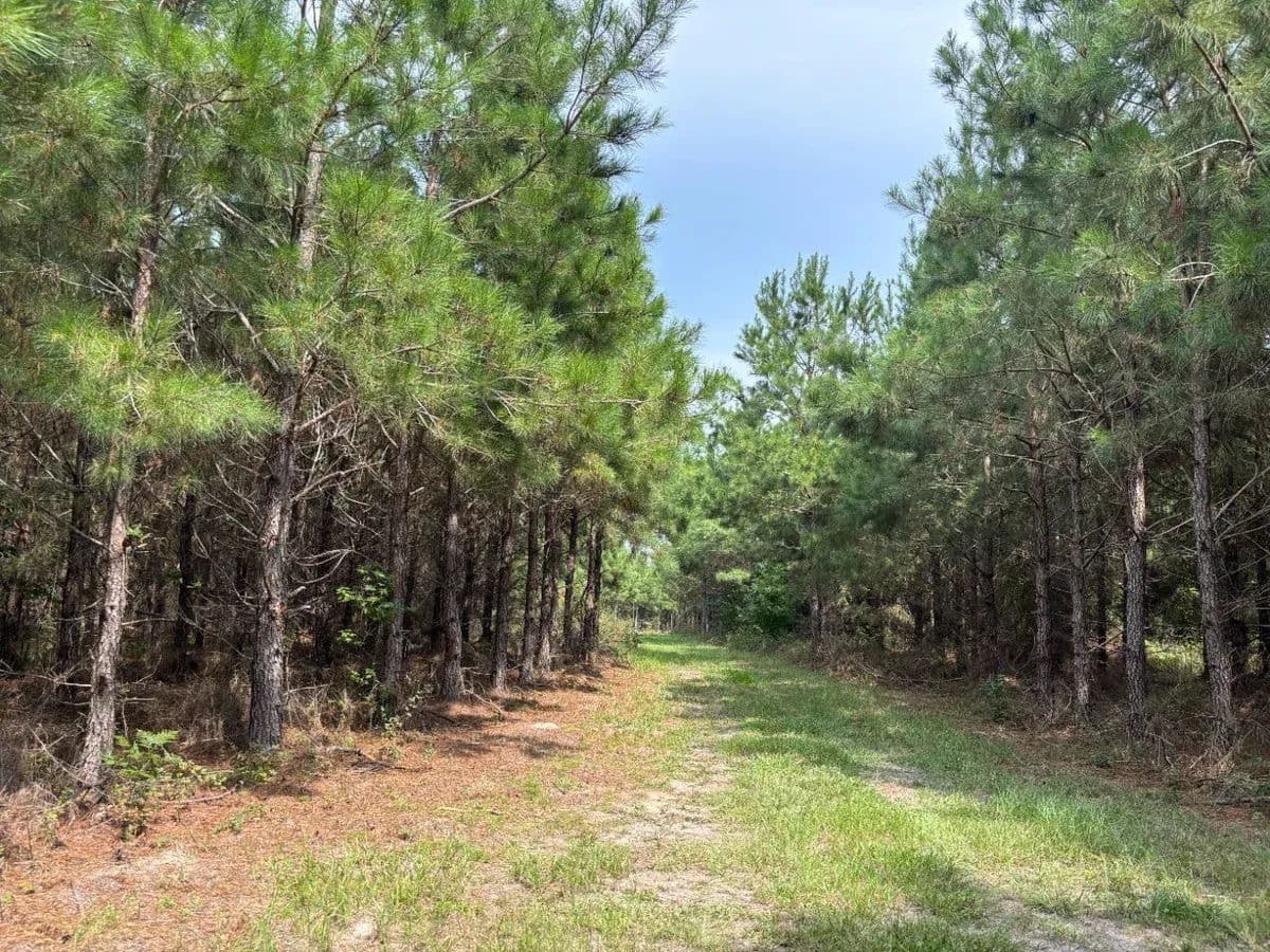Grasshopper Lane Tract - Alcolu, South Carolina, 29001