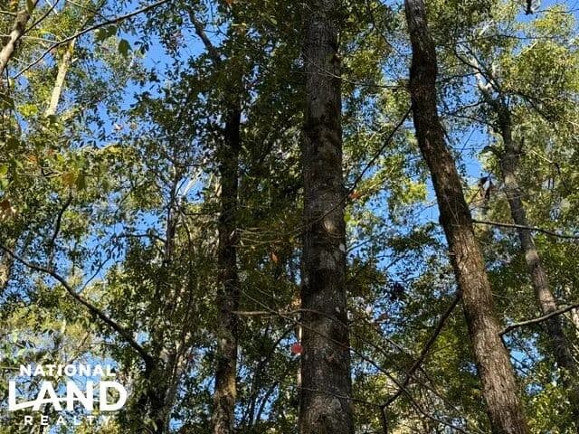 Secluded 18 Acres with Mature Pine and Hardwood Timber and Deer - Chatham, Louisiana, 71226