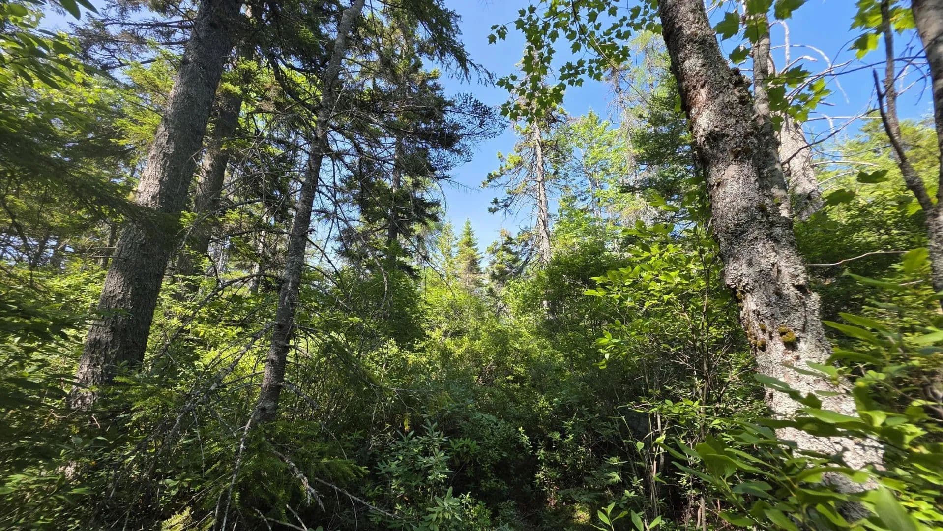 Vacant Land in Jonesboro - Jonesboro, Maine, 04648