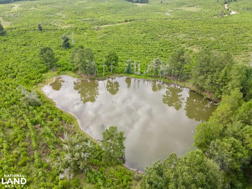 Picayune Creek Avera Timber & Hunting Investment South