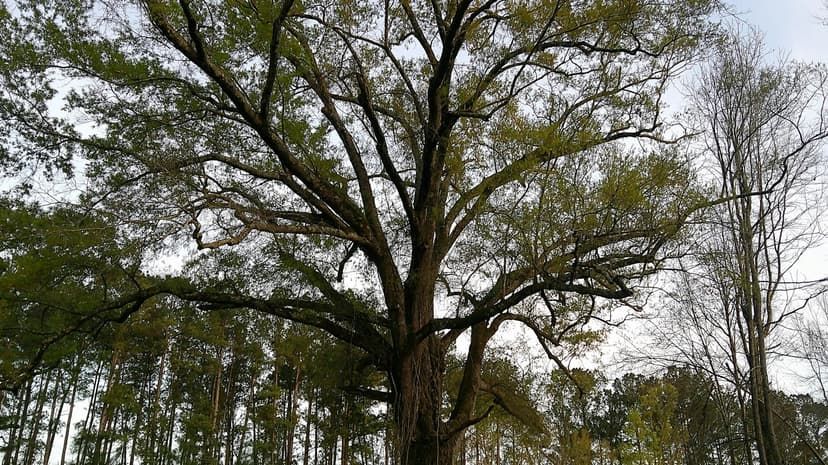 5 Acres in Emanuel County, GA 