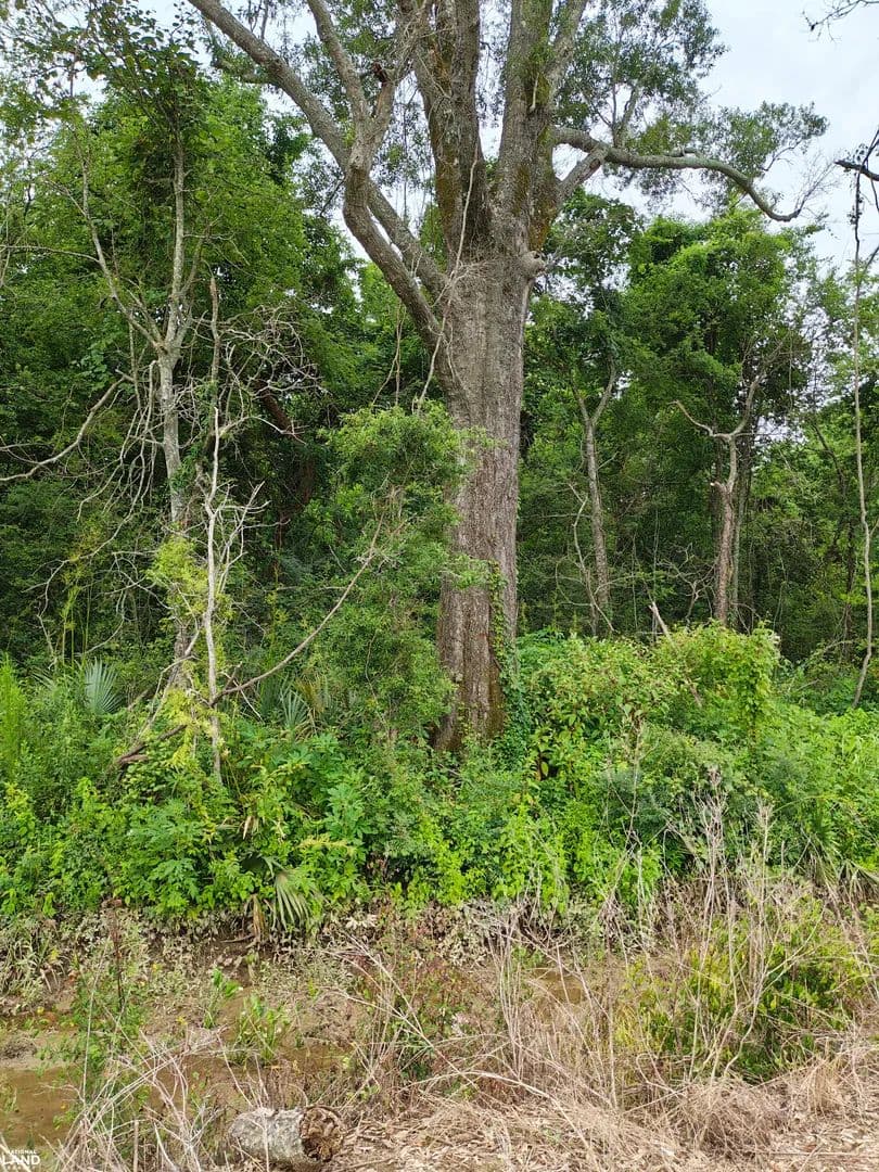 Wham Brake Hunting Land - Collinston, Louisiana, 71229