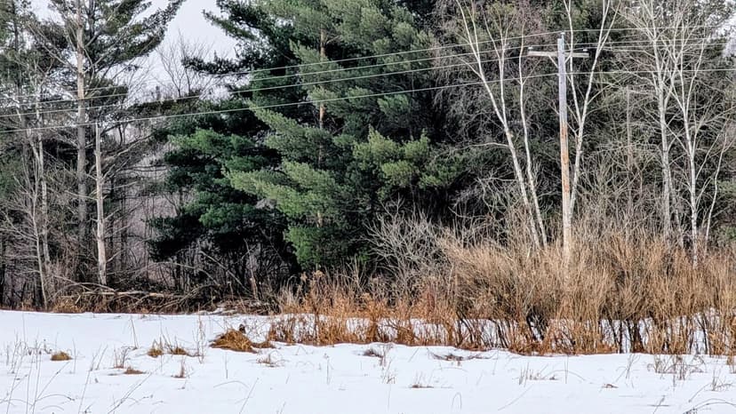 Vacant Land in Long Prairie