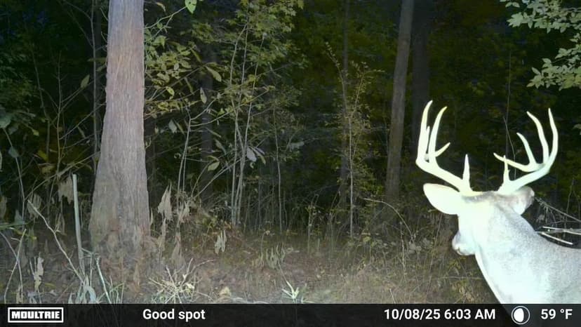 87±-Acre Farm with Great Hunting & Potential Build Sites – Pulaski County