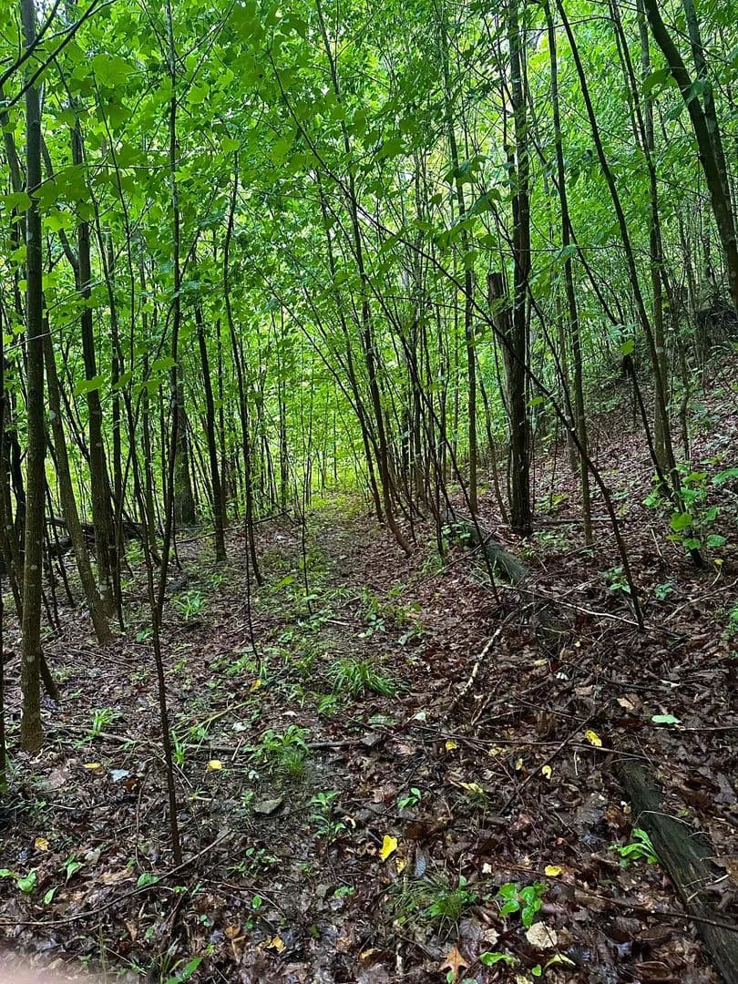 Vacant Land in Stanton - Stanton, Kentucky, 40380