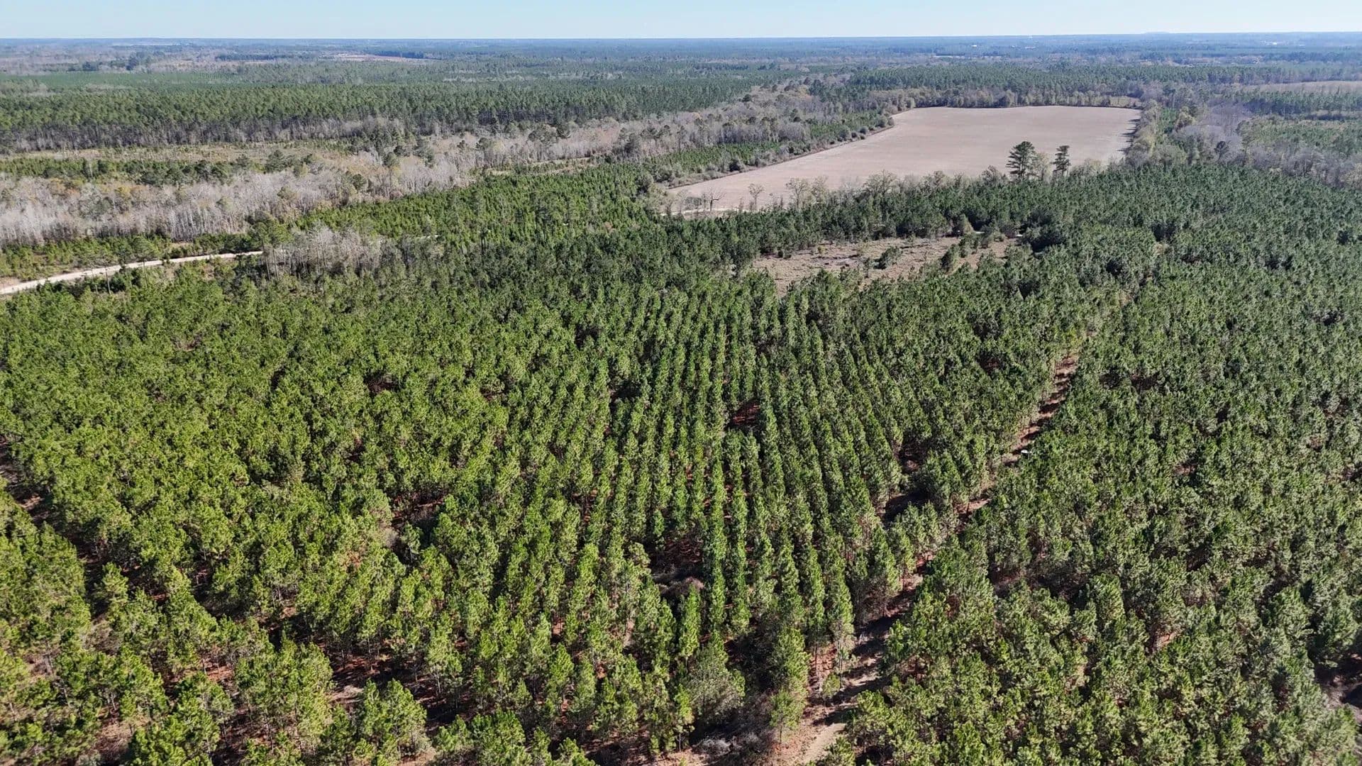 19 Acres of Land for Sale in Odum, GA - Odum, Georgia, 31555