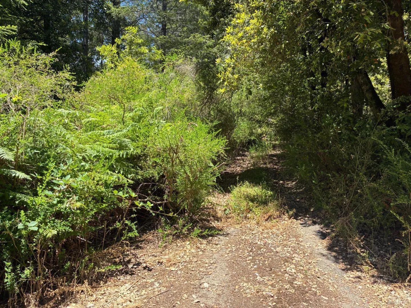 Vacant Land in Cazadero - Cazadero, California, 95421