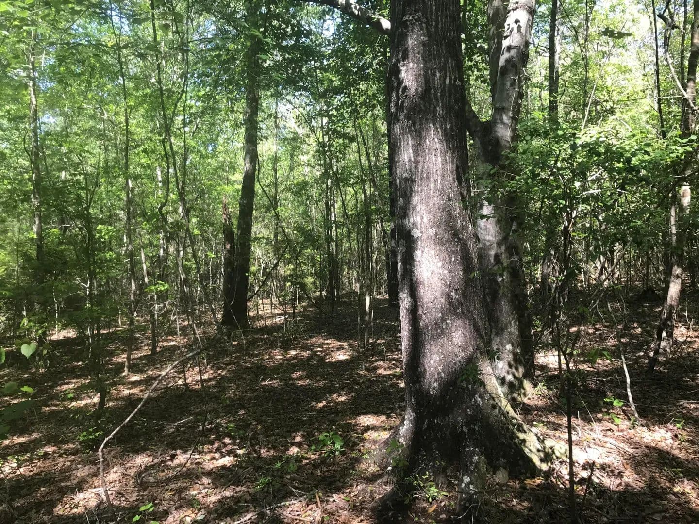 Property from 010 Thomas Richard Ln. - KW - Hattiesburg, Mississippi, 39401
