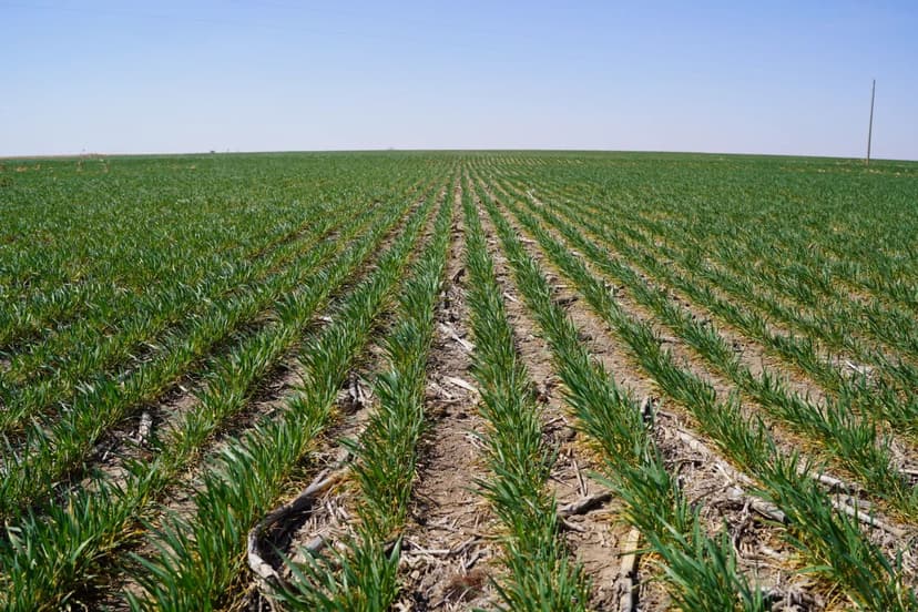 Highway 25A Cropland