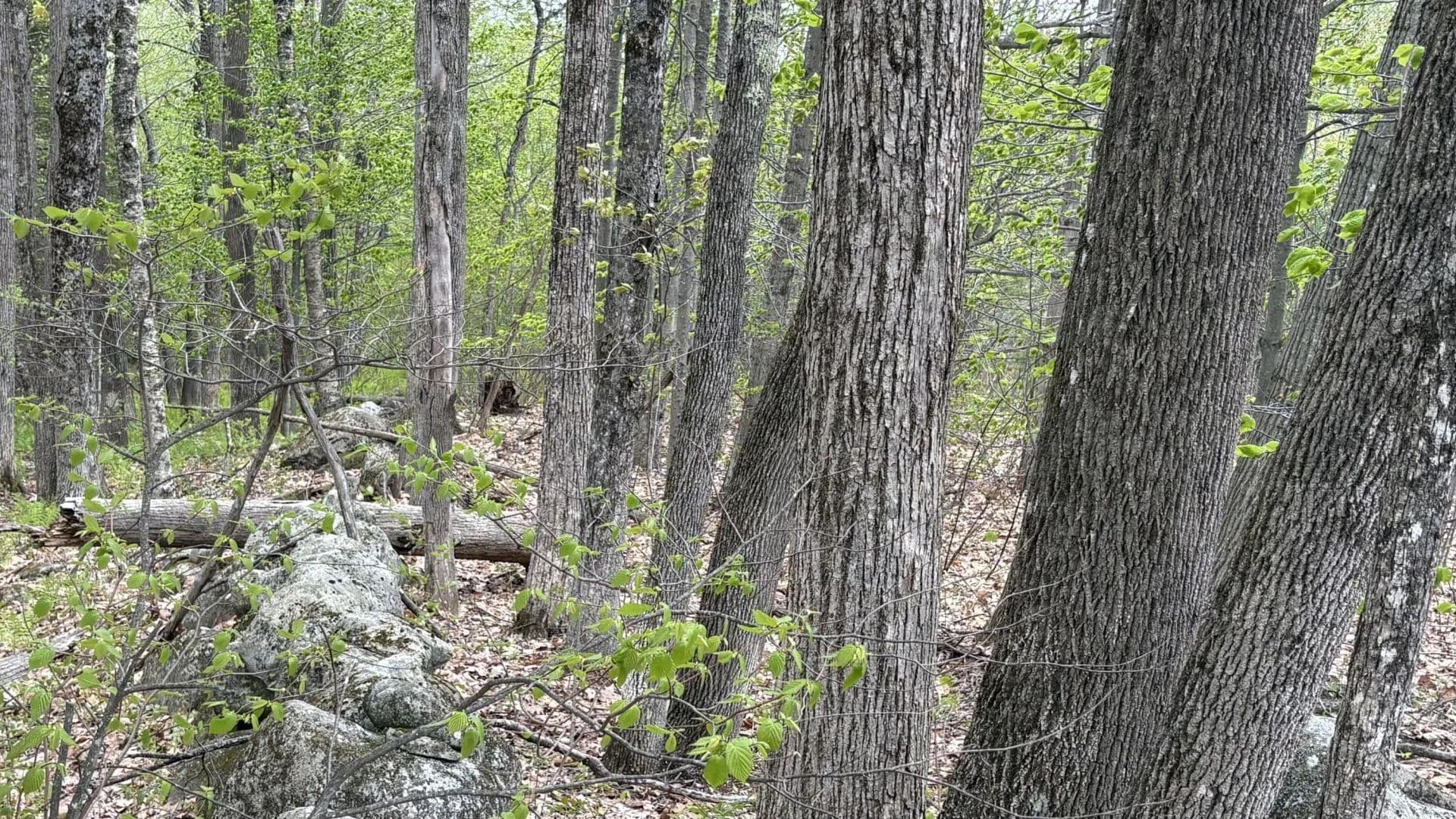 Vacant Land in Vienna - Vienna, Maine, 04360