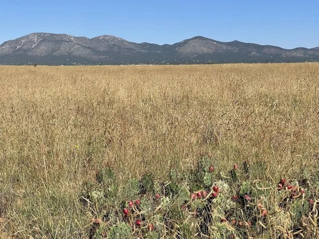 Land -Single Family Acreage in Edgewood - Edgewood, New Mexico, 87015