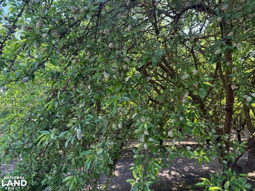 Porterville Almond Ranch – 3,000 lb Orchard with Two Water Sources