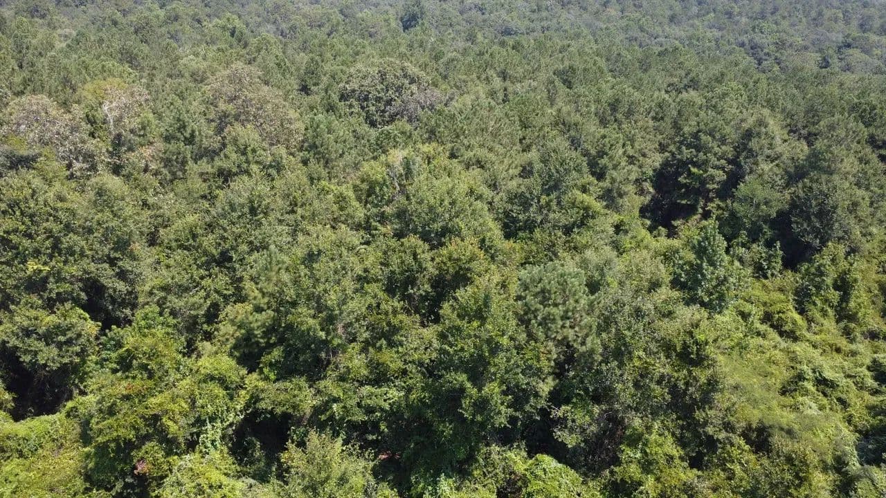 18 Surveyed Recreational Acres in Carriere, MS – Private Rural Retreat - Carriere, Mississippi, 39426