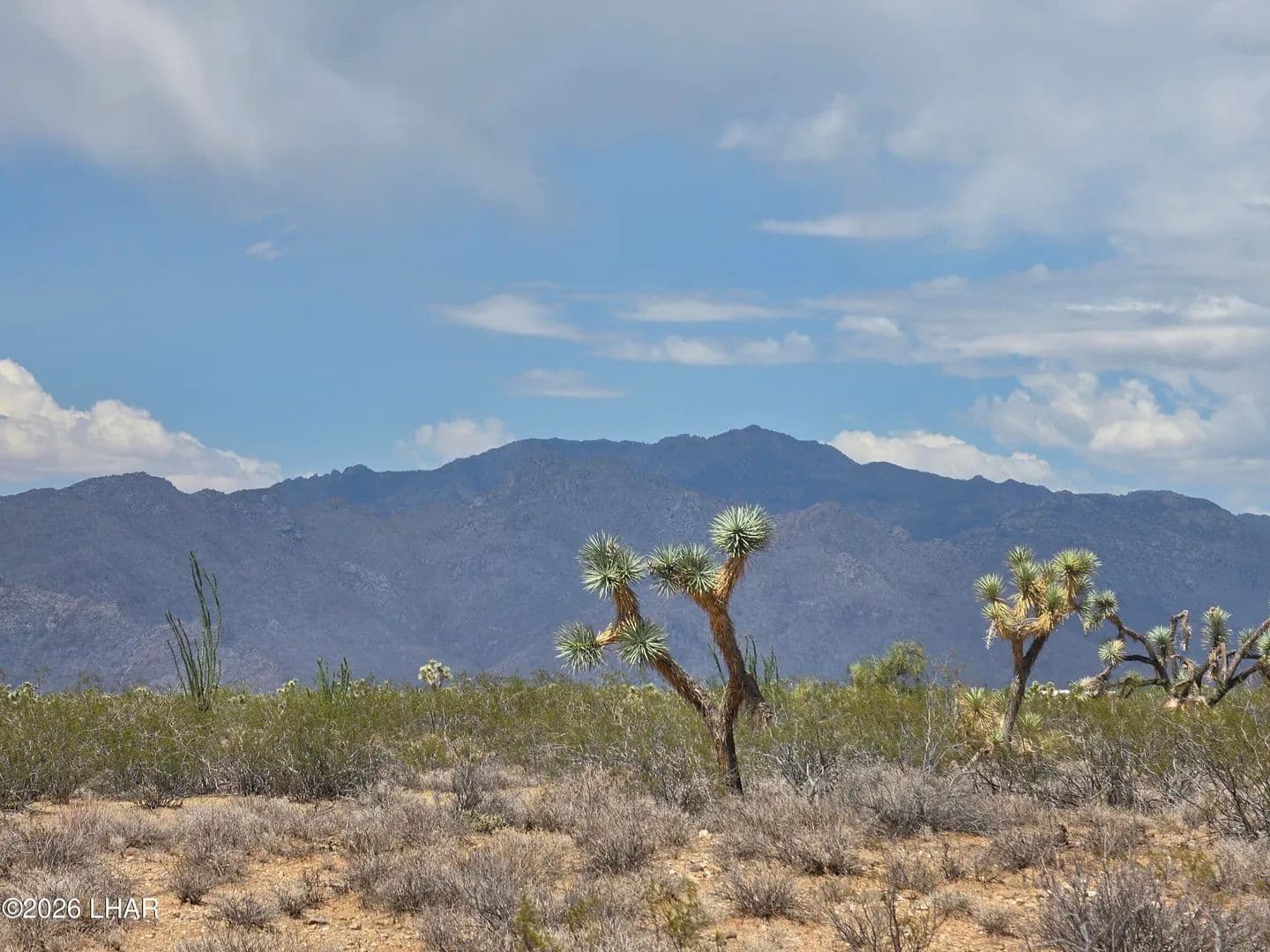 Vacant Land in Yucca - Yucca, Arizona, 86438