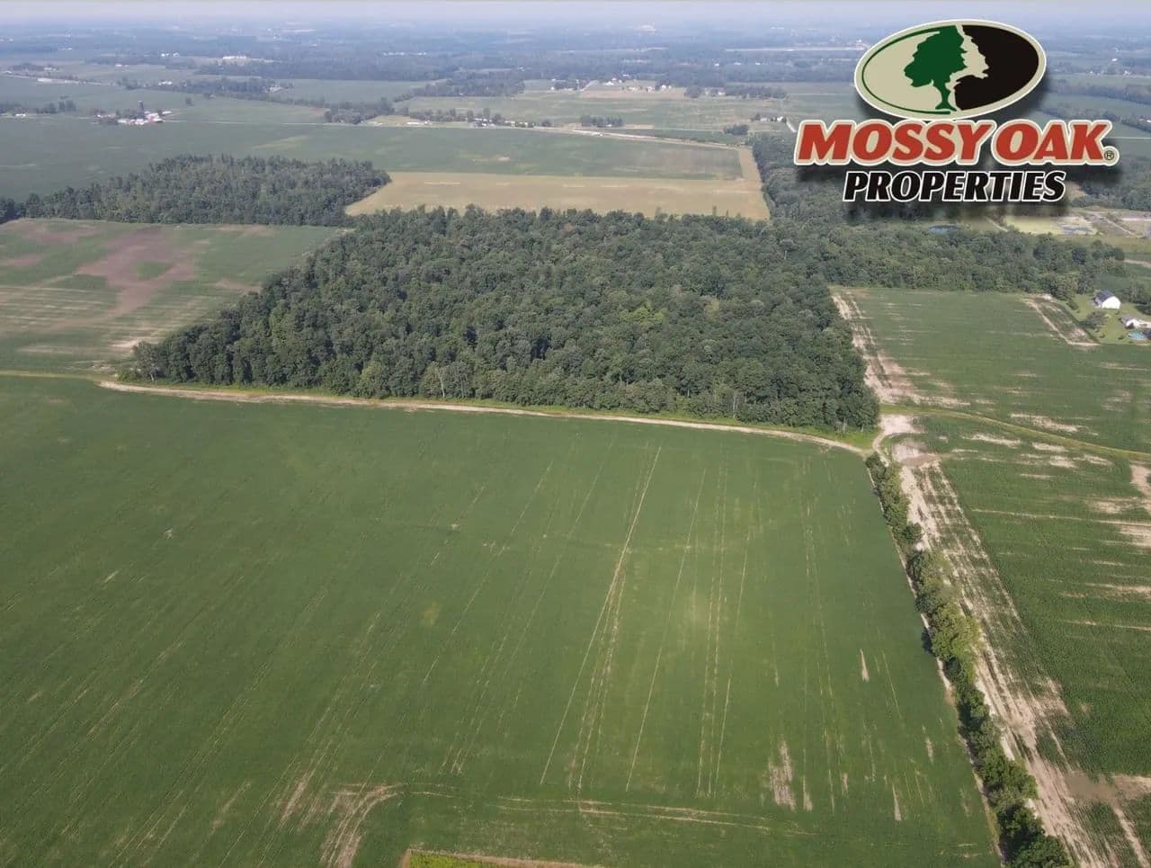 41.50 ACRES - Albany, IN - Delware County - Hunting Land- Timber - Land for Sale - Albany, Indiana, 47320