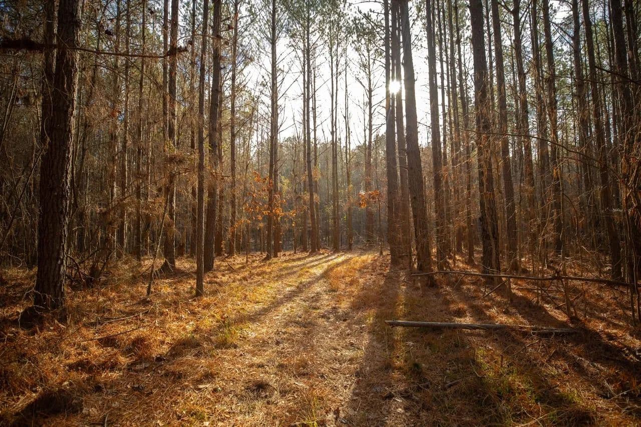 76± Acres of Prime Timber & Deer Hunting Near Starkville - Sturgis, Mississippi, 39769