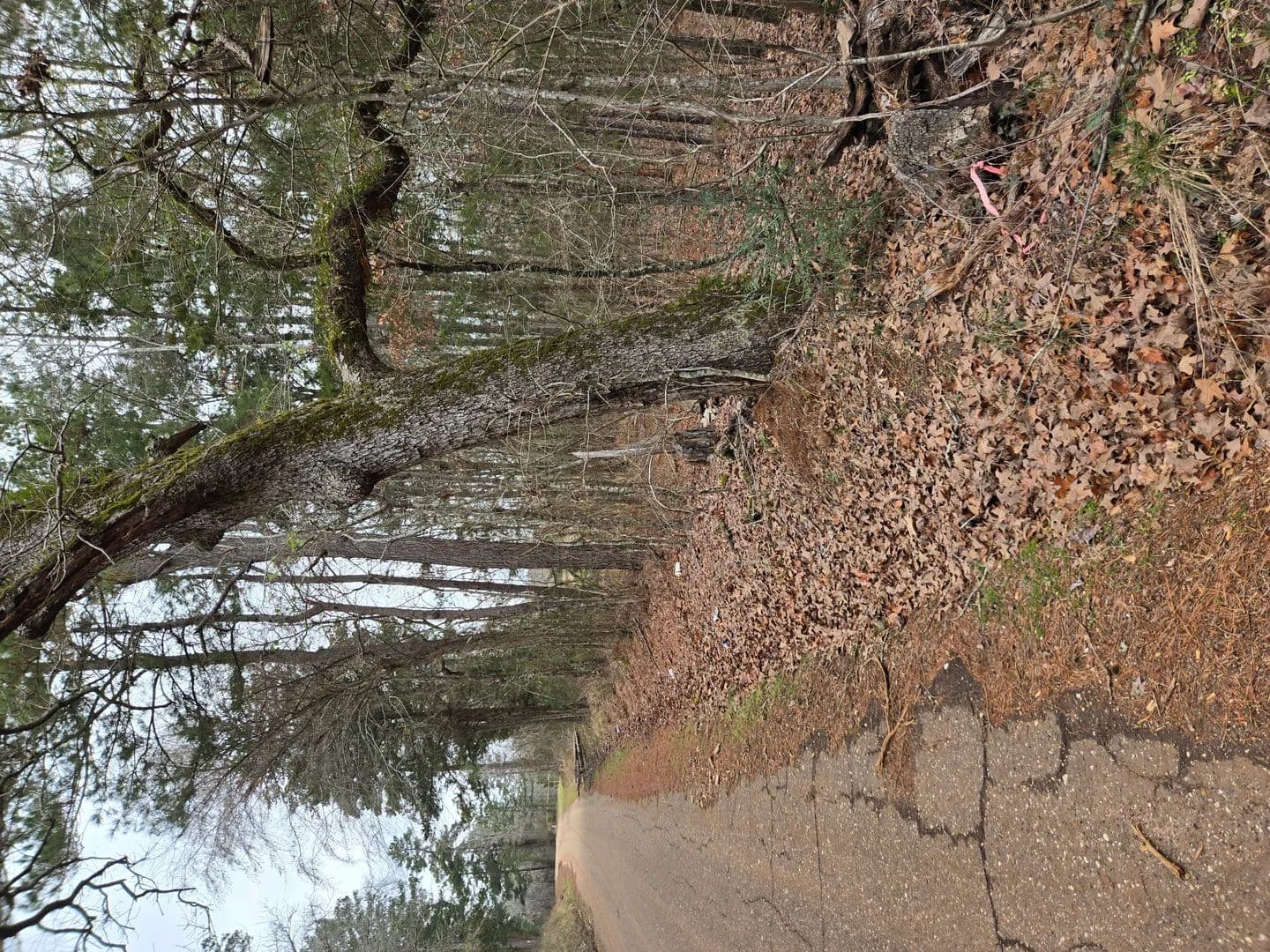Vacant Land (10+ Acres) in Laneville - land for sale