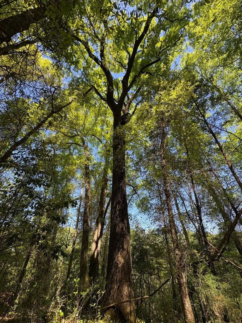 Fourmile Mill Branch Tract