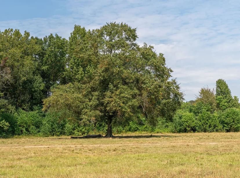 Open Meadows, Mature Oaks and a Pond 5 Miles From The New Publix