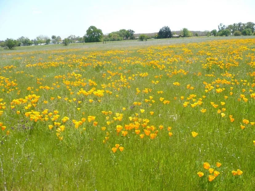 Vacant Land in Winters