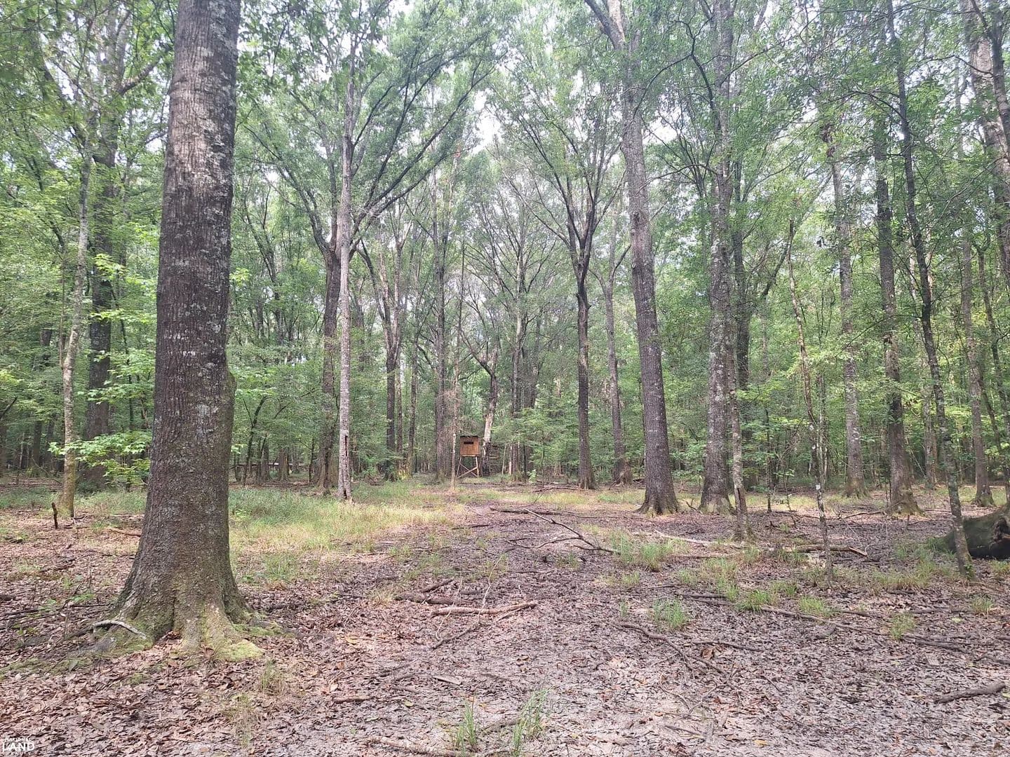 Lowndesboro River Bottom Hunting and Recreation - Lowndesboro, Alabama, 36752