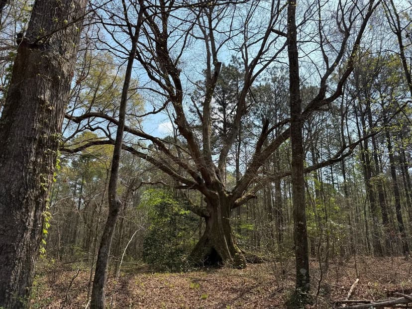 18 +/- Acres - Waverly, AL