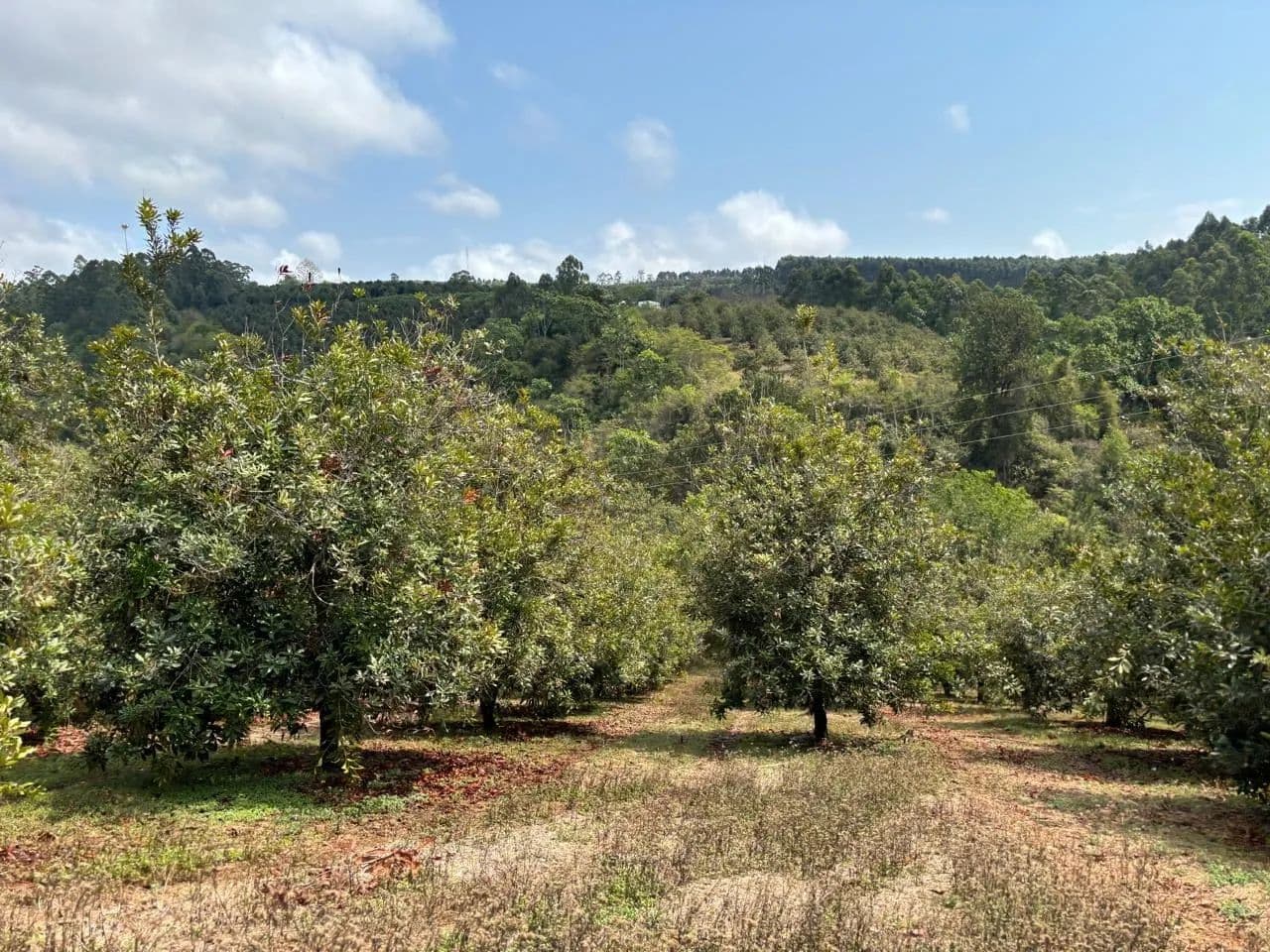 Land for Sale in Hazyview, Mpumalanga - South Africa