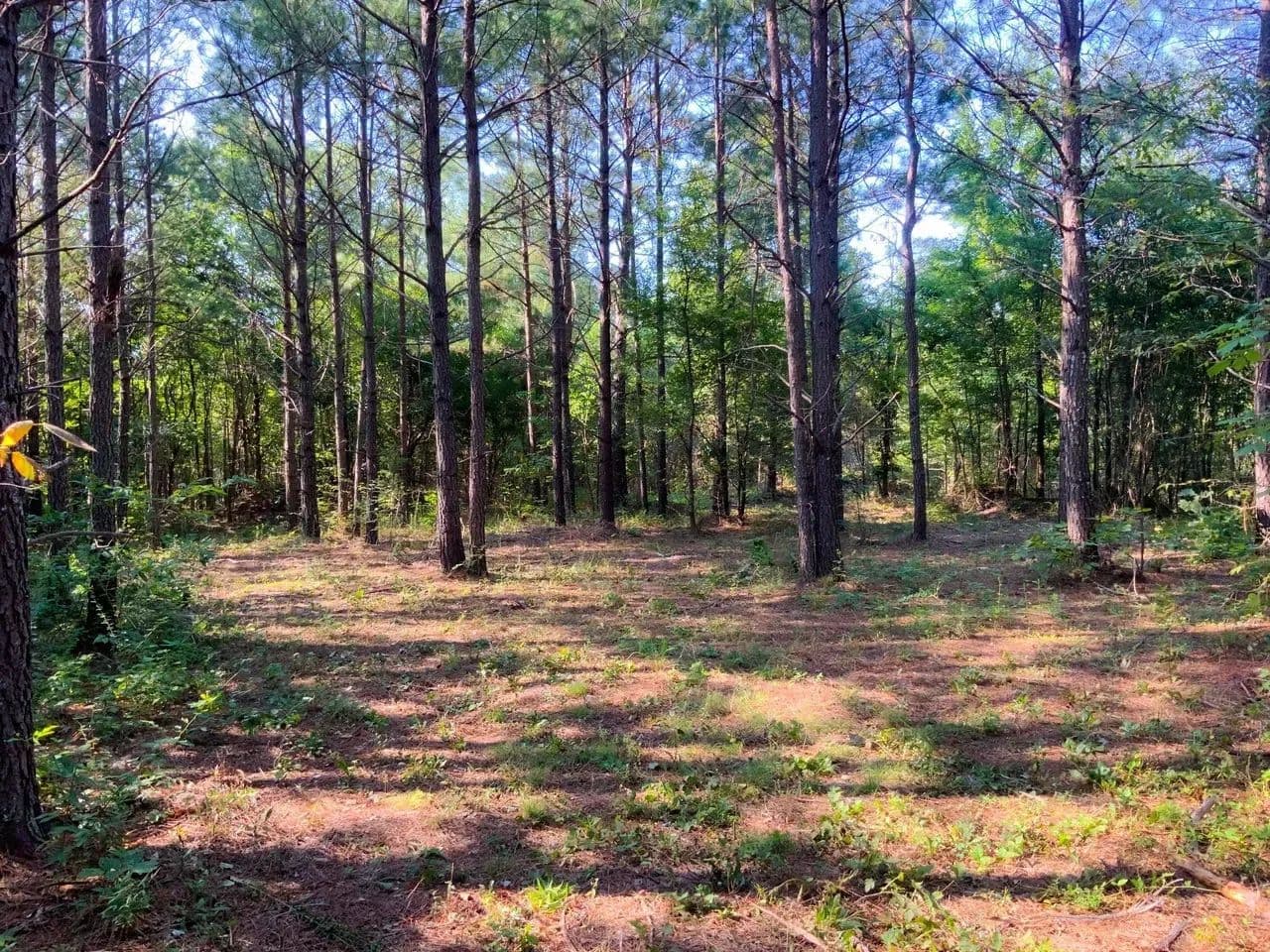 18.5 Acres Minutes from Kentucky Lake and Paris Landing - Dover, Tennessee, 37058