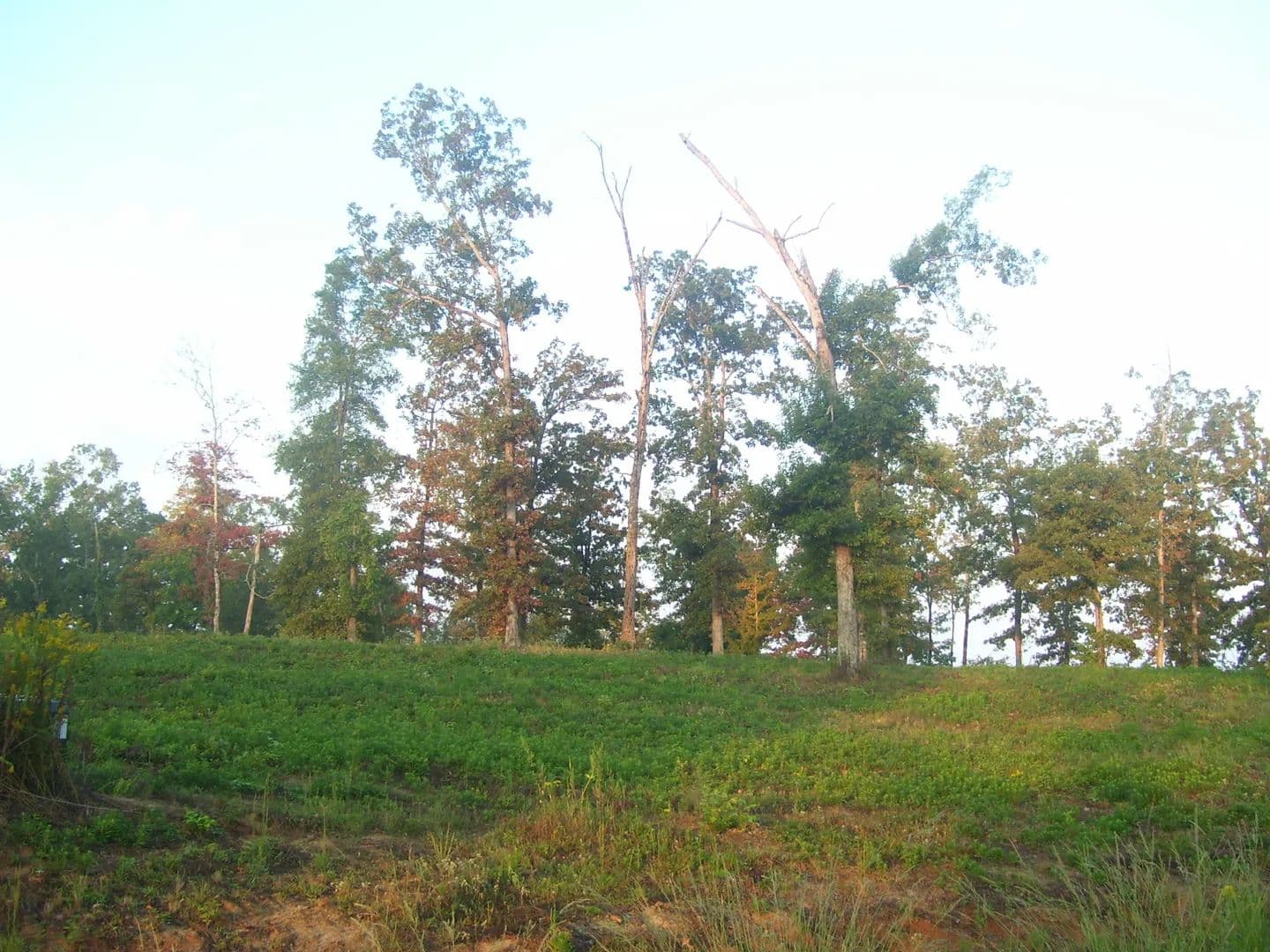Vacant Land in Many - Many, Louisiana, 71449