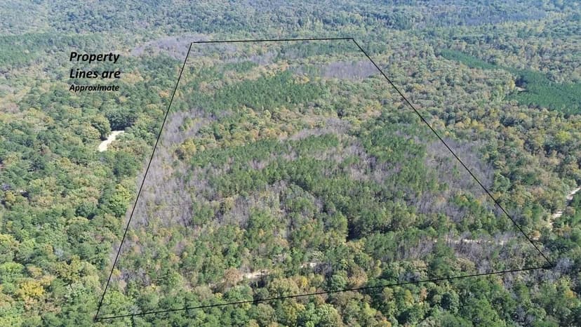 Bankhead National Forest 78